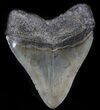 Serrated, Megalodon Tooth - South Carolina #37618-2
